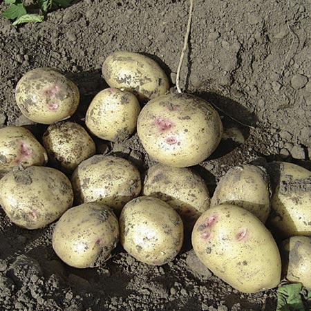 Unbranded Potato Pixie - 3kg 3kg