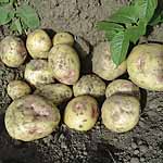 If you are looking for a potato to mash or bake then Sunrise is one to try. Classed as a second earl