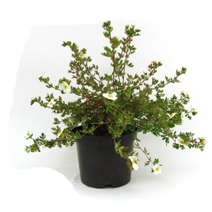 Unbranded Potentilla fruticosa Abbotswood - Shrubby