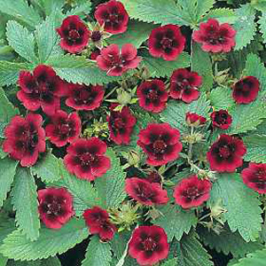 One of the most attractive Potentillas  with heart-shaped  rich raspberry red petals forming saucer-