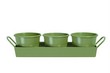Unbranded Pots on a tray - Green