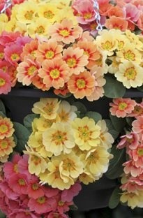 Unbranded Primrose Apricot Sunrise x 66 plants