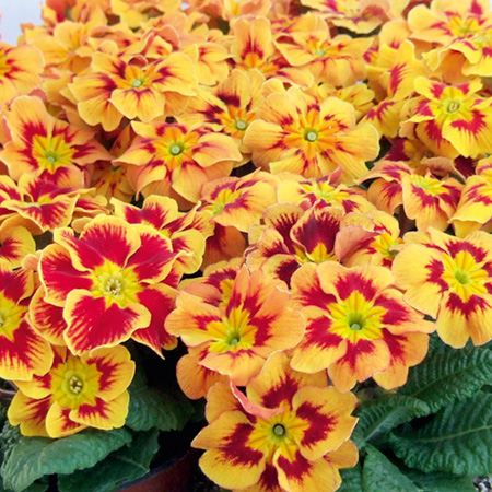 Unbranded Primrose Firecracker Pack of 40 Easiplants -