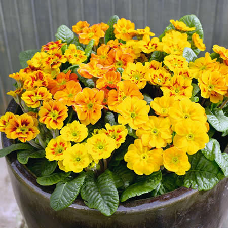 Unbranded Primrose Firecracker Pack of 45 miniplants