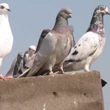 Unbranded PRIVATE TOUR - Pigeon flying session in Delhi