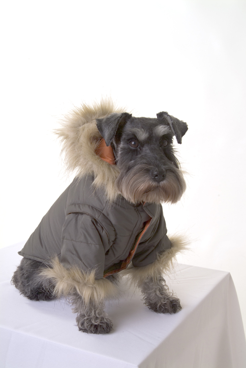 Pucci Parka dog coat