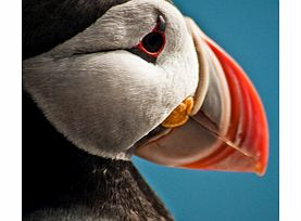 With their colourful beaks and playful demeanour, Puffins are often called the clown of the sea and you can see these delightful birds perform, up close and personal, on this charming cruise.