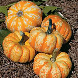 These attractive  brightly coloured  mini pumpkins are produced freely on trailing plants. Simply sl