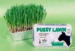 A natural `Instant Grass` pack for cats  dogs  rabbits  guinea pigs  hamsters etc.