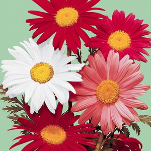 Unbranded Pyrethrum Large Flowered Seeds