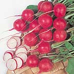 Round and red  like cherries in shape and colour. Early  with crisp white flesh. Award of Garden Mer