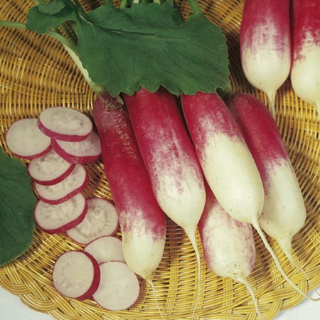 Unbranded Radish French Breakfast 3 Seeds Average Seeds 500