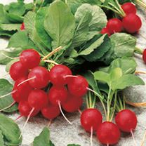 Unbranded Radish Seeds - Jolly