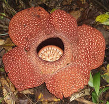 Rafflesia Safari - Adult