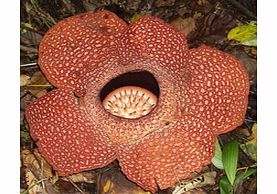 Unbranded Rafflesia Safari - Child