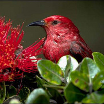 Unbranded Rainforest Birding Trek, Big Island - Adult
