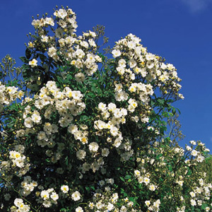 Unbranded Rambling Rector - Climbing Rose ** AUTUMN PRE