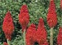    Spikes of brilliant scarlet flowers in August a
