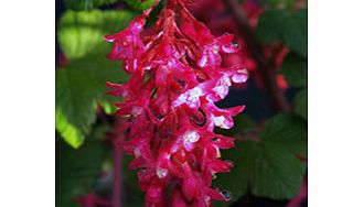 Unbranded Ribes Sanguineum Plant - King Edward VII