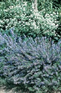 Perennial woody herb that has many uses for bringing out flavour in all sorts of foods. Evergreen sh