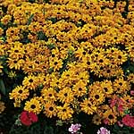 Unbranded Rudbeckia Goldilocks Seeds 422634.htm