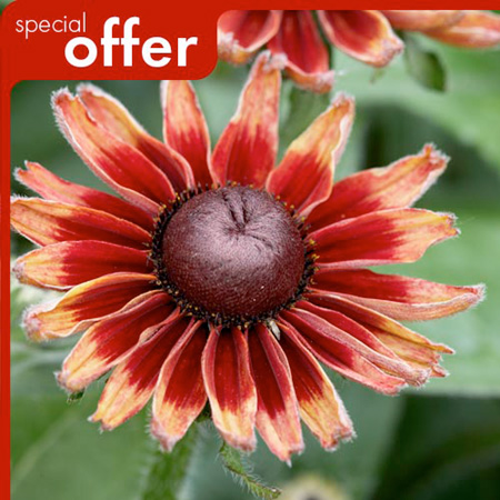 Unbranded Rudbeckia Hirta Cherry Brandy Plants Pack of 2