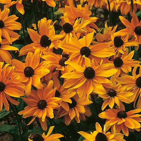 Unbranded Rudbeckia Marmalade Seeds Average Seeds 450