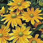 Unbranded Rudbeckia Prairie Sun Seeds 428173.htm