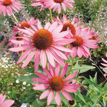 Unbranded Rudbeckia Purpurea Bravado Seeds Average Seeds 55