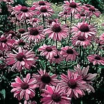 The largest flowered Rudbeckia available  with broad  horizontal  deep purplish-rose petals. Ideal f