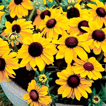 Unbranded Rudbeckia Summer Light Seeds Average Seeds 75