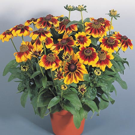 Unbranded Rudbeckia Toto Rustic Seeds Average Seeds 70