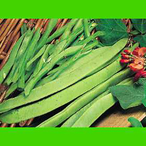 Long  smooth  slender straight pods with exquisite flavour  ideal for use in the kitchen or on the s