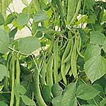 Unbranded Runner Bean Kelvedon Stringless Seeds 431187.htm