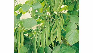 Unbranded Runner Bean Kelvedon Stringless Seeds