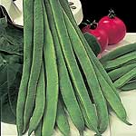 Unbranded Runner Bean Mergoles Plants