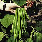 Unbranded Runner Bean Red Rum Plants 481631.htm