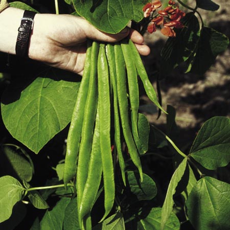 Unbranded Runner Bean Red Rum Plants Pack of 10 Pot Ready