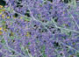   Clusters of violet-blue, tubular flowers on upri