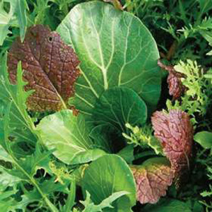 Unbranded Salad Leaves - Niche Oriental Seeds