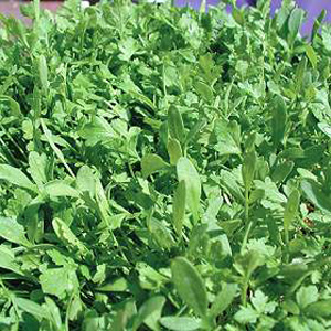 Unbranded Salad Leaves  Polycress Seeds