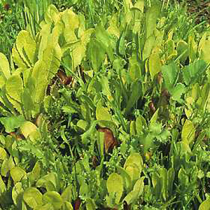 Unbranded Salad Leaves  Saladisi Seeds