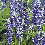 Unbranded Salvia Farinacea Fairy Queen Seeds 423069.htm