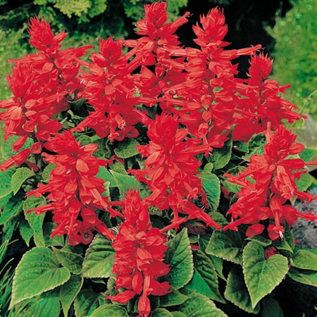 Unbranded Salvia Firecracker Plants Pack of 50 Easiplants