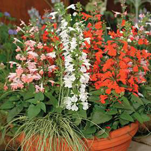 A charming and unusual tri-colour blend of intriguing  tubular shaped flowers  on upright stems. Ide
