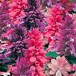 Unbranded Salvia Splendens Elegance Seeds