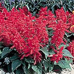 Unbranded Salvia Splendens Firecracker Seeds - Twinpack