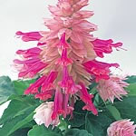 Masses of spikes of beautiful  tightly packed  magenta and pale pink flowers  carried well above the