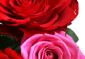 Unbranded Scarlet OHara Bouquet