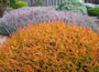 Scots Heather